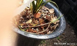 白术爆料最新,揭秘娱乐圈幕后真相，明星隐私大曝光！